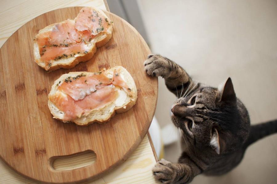 Почему котикам не подходит еда с нашего стола
