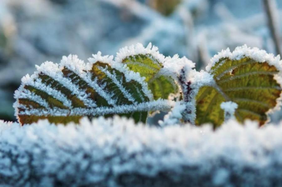 Синоптики объявили о заморозках в Латвии
