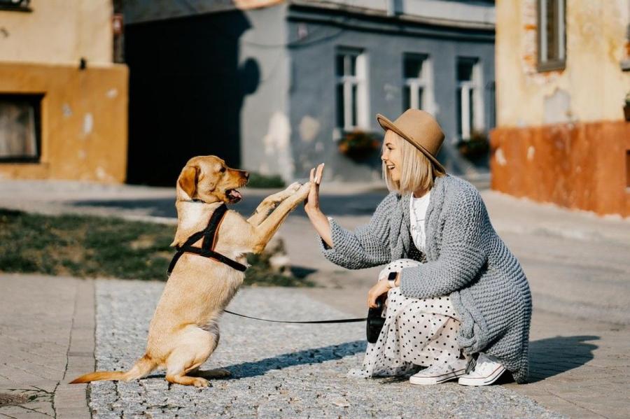 Общение с собаками снимает стресс и улучшает концентрацию