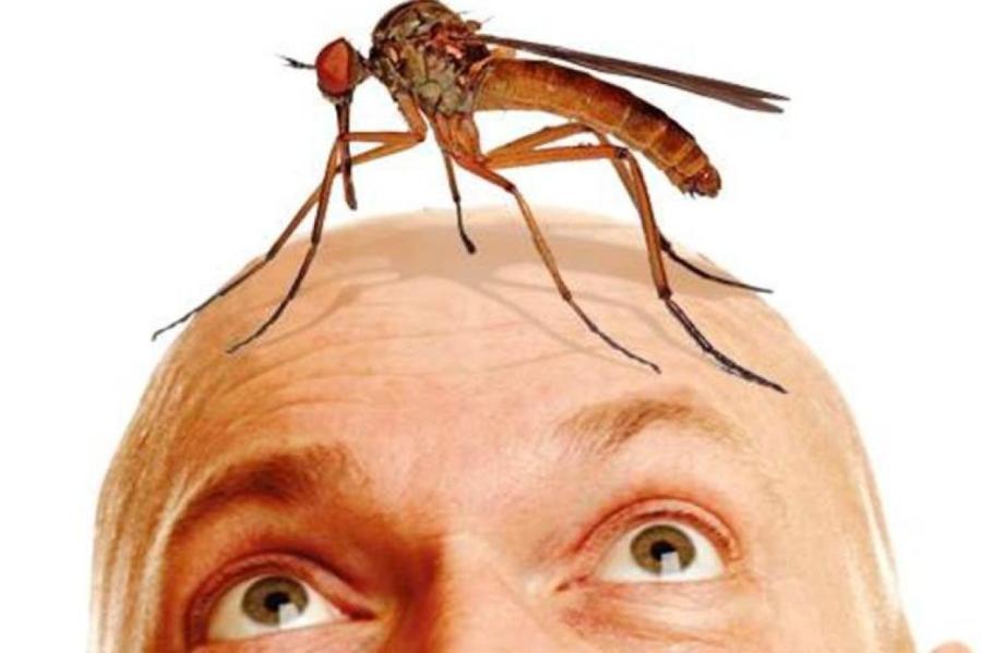 Для чего нужны комары?