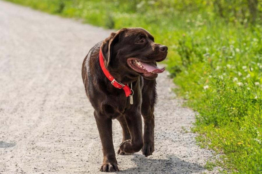 В Австрии собаки выявляют очаги вредителей