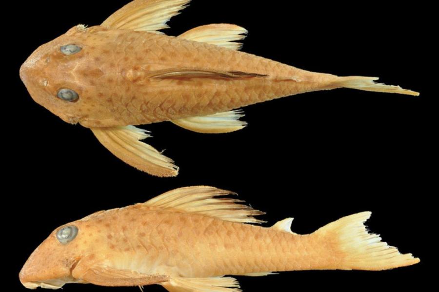 Какой вид рыб самый редкий?