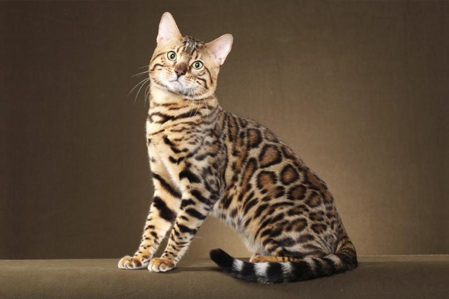 Ученые проанализировали геном бенгальских кошек и сделали неожиданное открытие