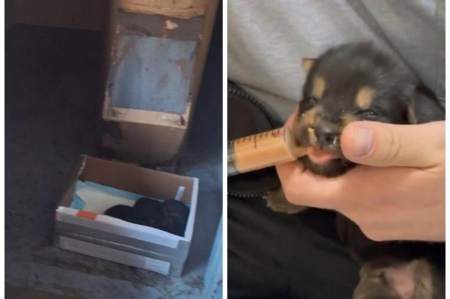 У мусорников в Риге нашли коробку с новорожденными щенками. Нужна помощь!