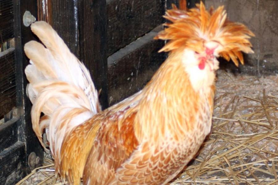 Англо-польская куриная война: Альбион бережёт свои яйца (ВИДЕО)