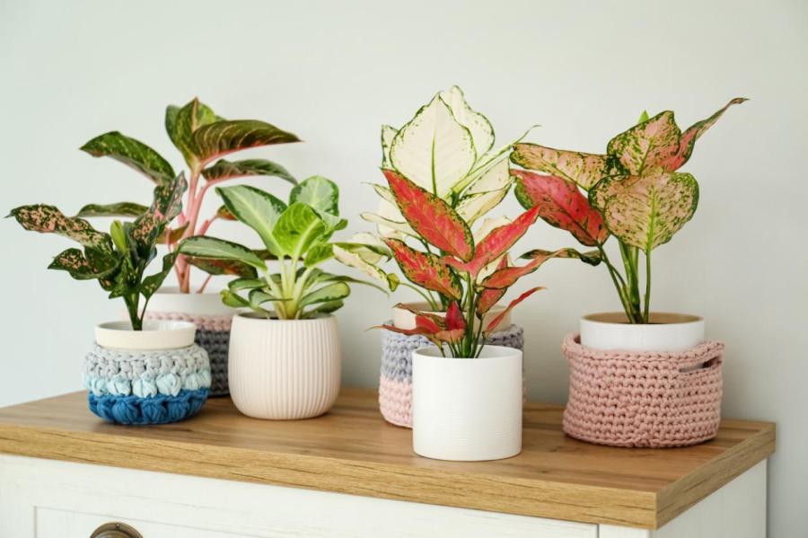 Сама нежность: комнатные растения с розовыми листьями