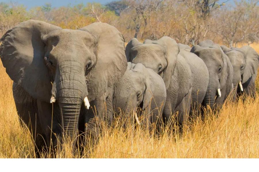 Ботсвану достали слоны, их готовы выслать в Германию (ВИДЕО)
