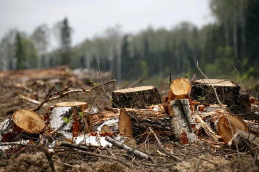 Принадлежащая «Rīgas meži» лесопилка продана за 6 миллионов евро