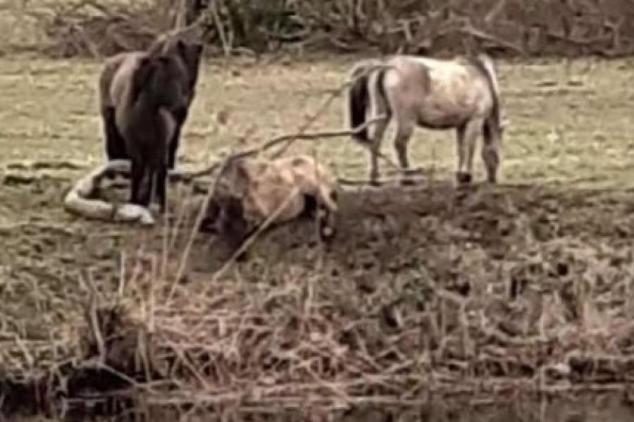 «Чувствовала, что ей помогают» - в Елгаве от смерти спасли дикую лошадь