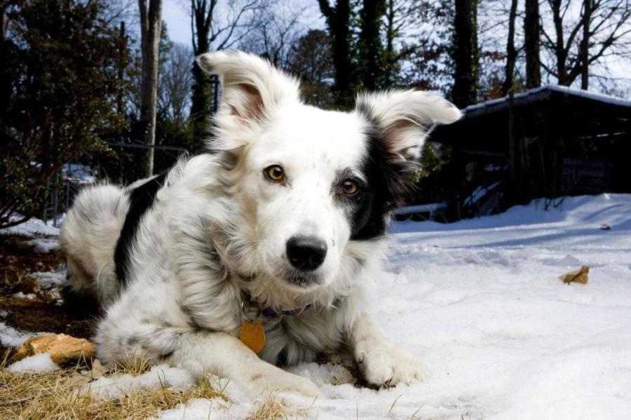 Самая умная собака на Земле: удивительная история бордер-колли Чейсер