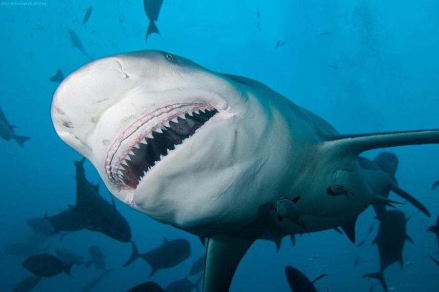 Какая кровь больше всего нравится акулам?