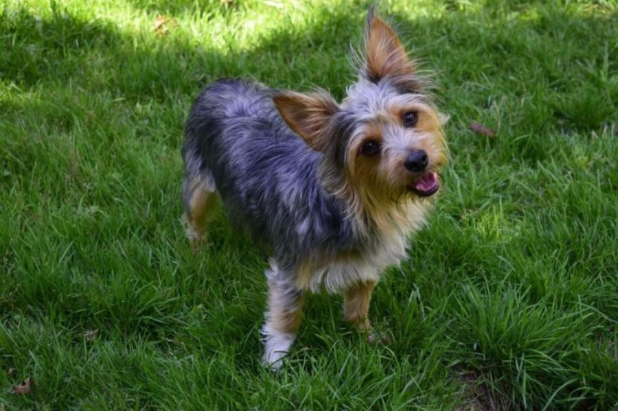 В США пропавшую собаку нашли за 3,2 тыс. км от дома