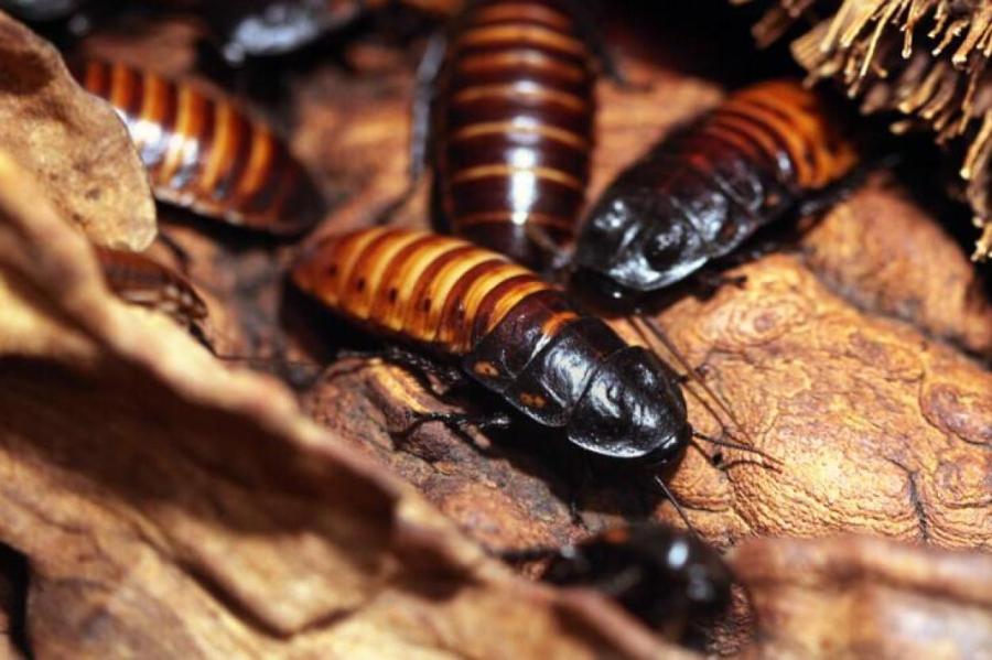 Пять интересных фактов о тараканах
