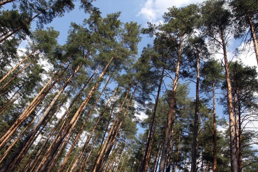 Страну послали лесом: экоактивисты не нарадуются на Латвию. А что нам с этого?