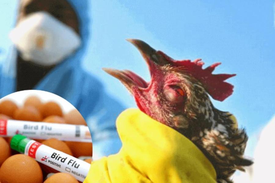 В Латвии зафиксирован первый случай птичьего гриппа: его нашли у лесного гуся