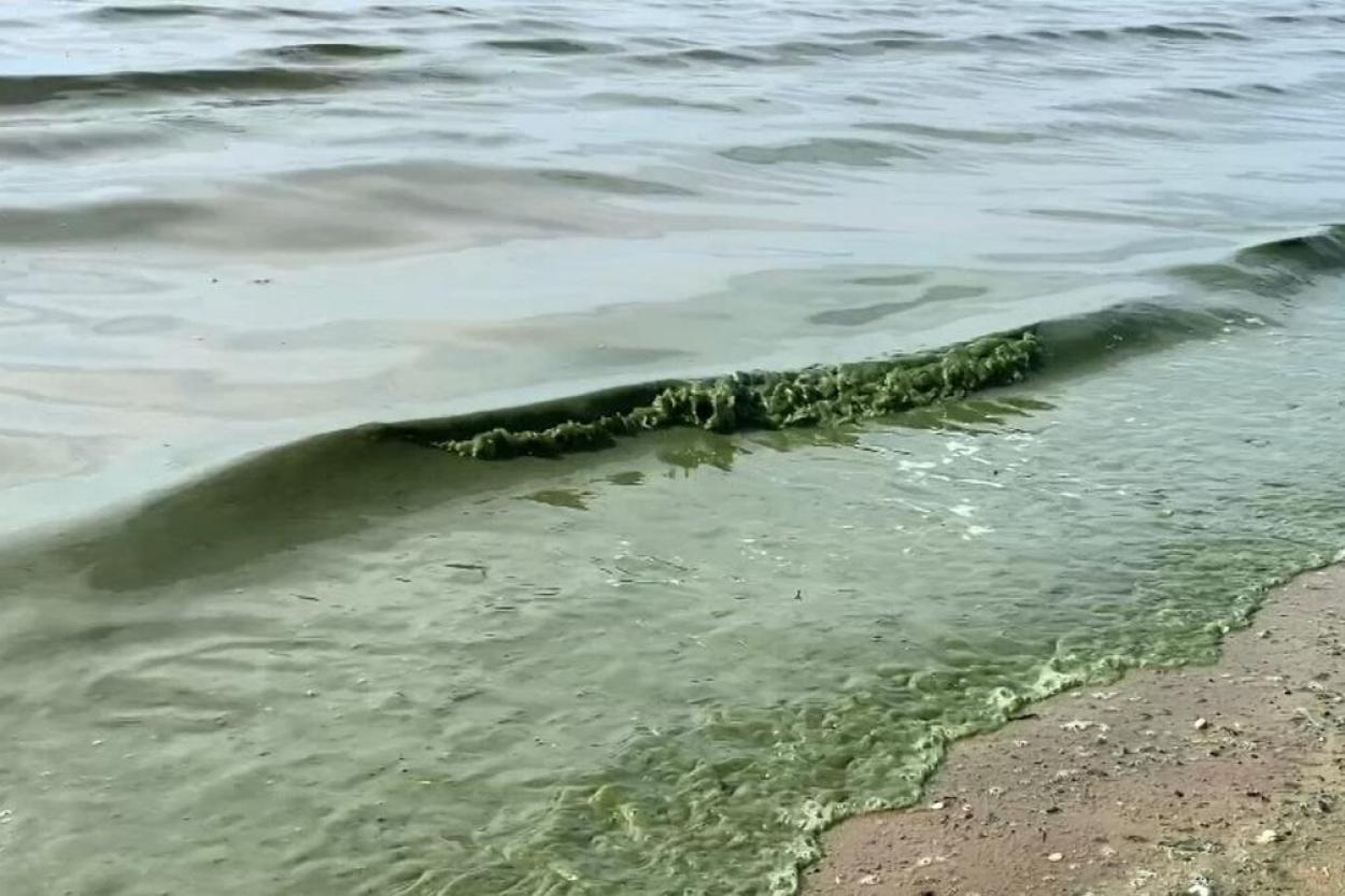 Концентрация фосфора в Балтийском море вызовет рост сине-зеленых водорослей