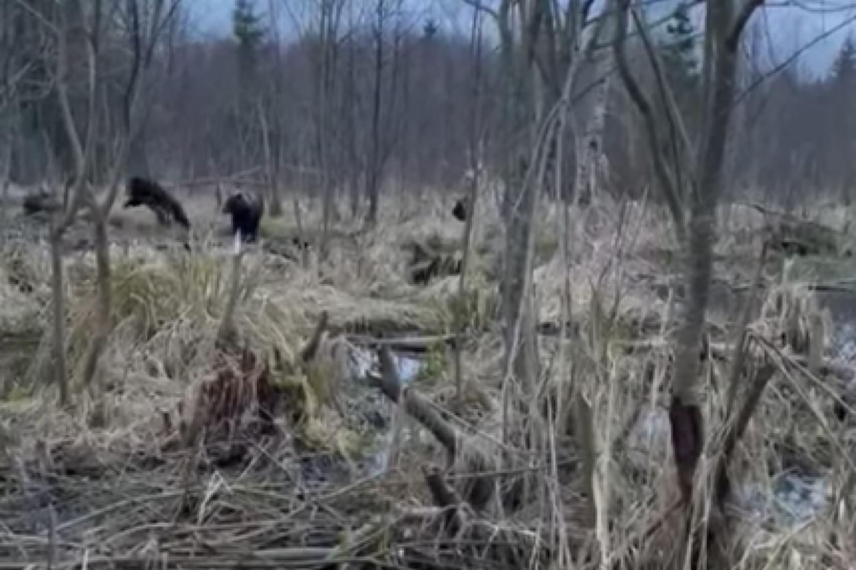 Встреча человека с семейством медведей в латвийском лесу попала на видео