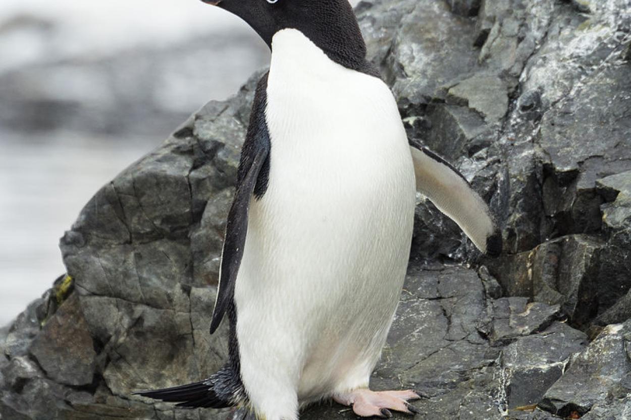 Орнитологи бьют тревогу: пингвины Антарктики под угрозой вымирания (ВИДЕО)
