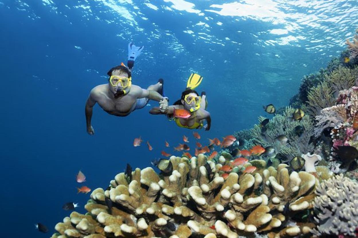 Большой Барьерный риф пострадал от рекордного обесцвечивания кораллов