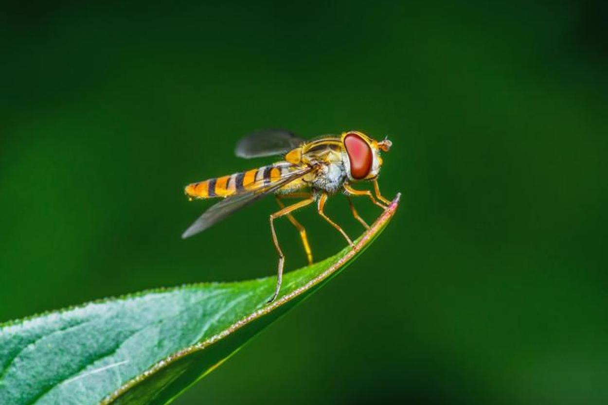 Ученые обнаружили изменения в половых предпочтениях насекомых