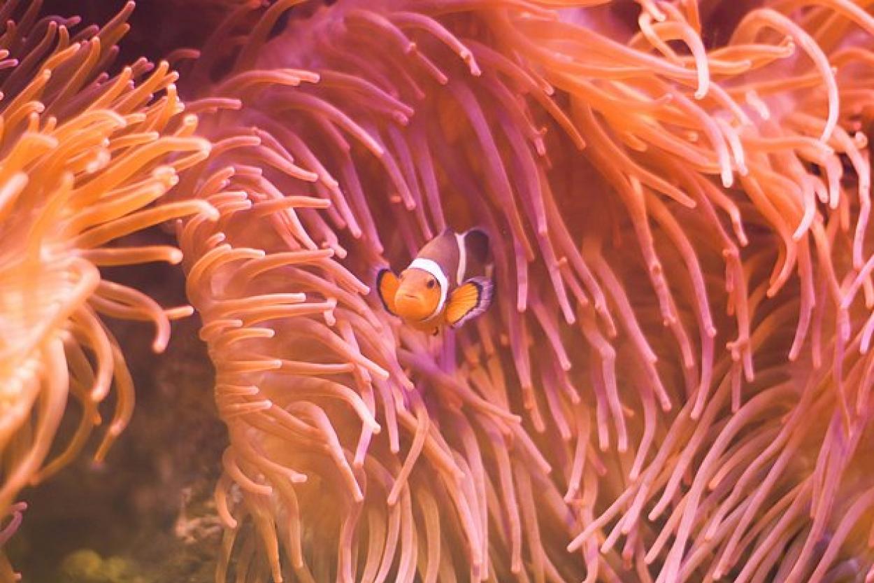 В Тихом океане обнаружили более 50 неизвестных видов