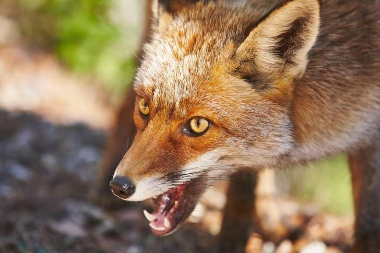 Почему охотники раньше дружили с лисицами?