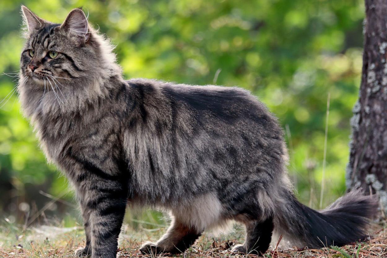 Пять интересных фактов о норвежских лесных кошках