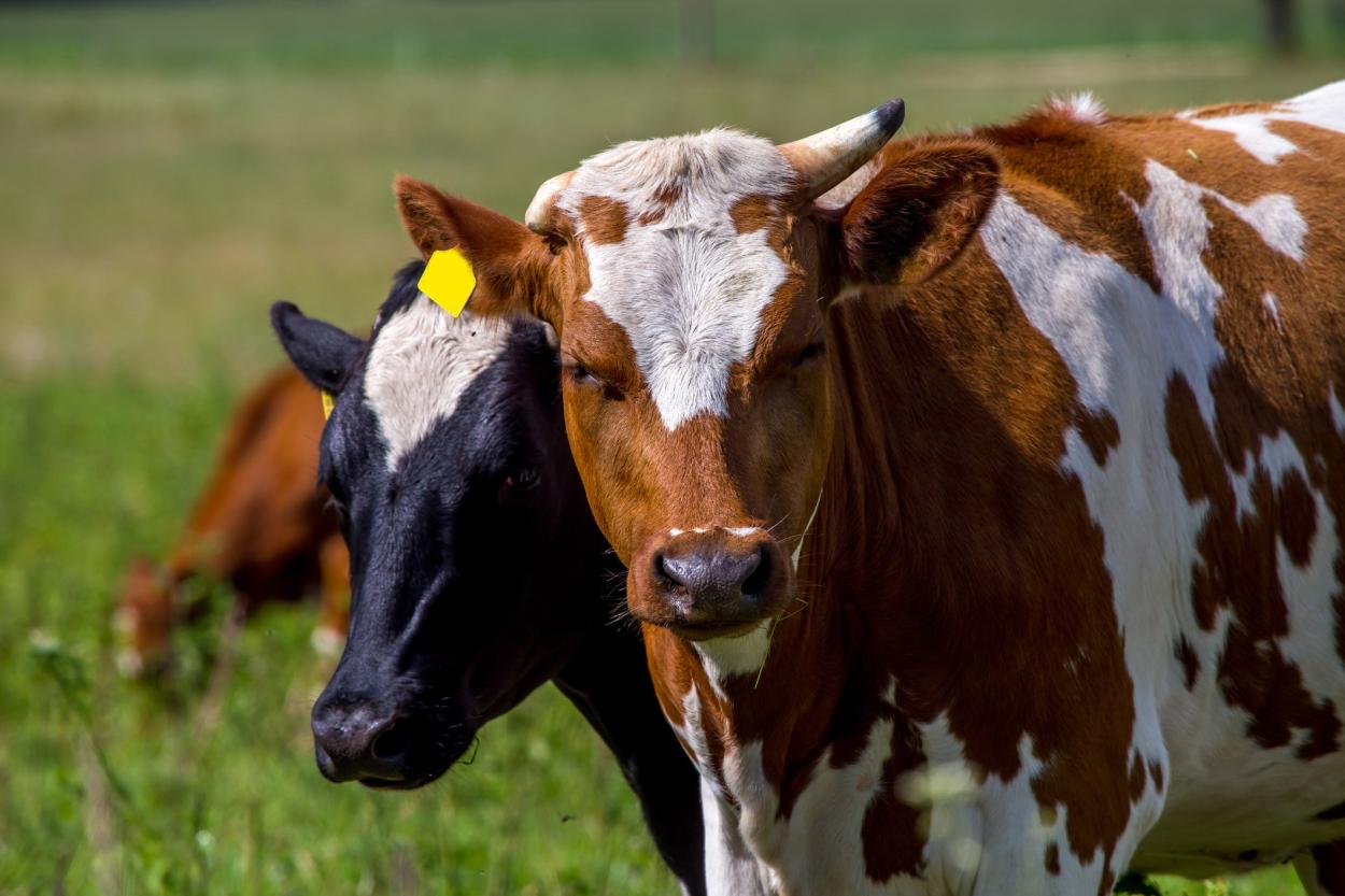 В США ограничивают перемещение коров из-за гриппа птиц