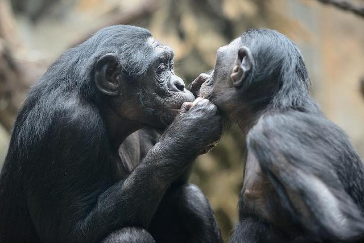 Почему самцы бонобо дерутся чаще, чем обыкновенные шимпанзе