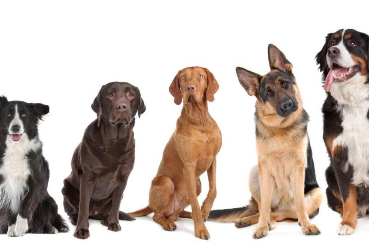 Ветеринары объяснили, что влияет на продолжительность жизни собак