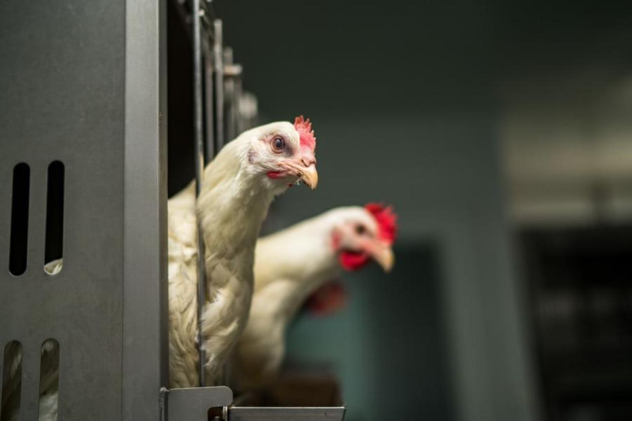 Шотландия планирует запретить клеточное содержание кур