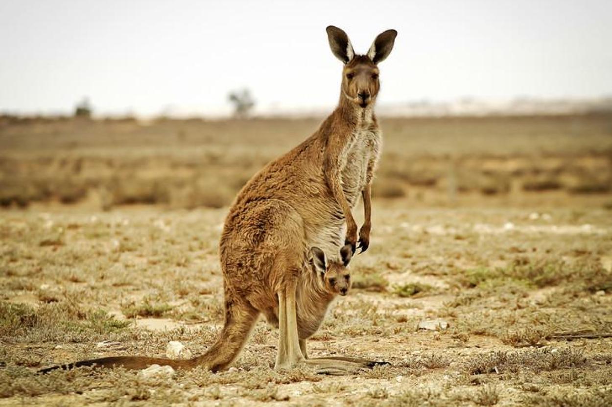 Австралия распространяет контрацептивы для кенгуру