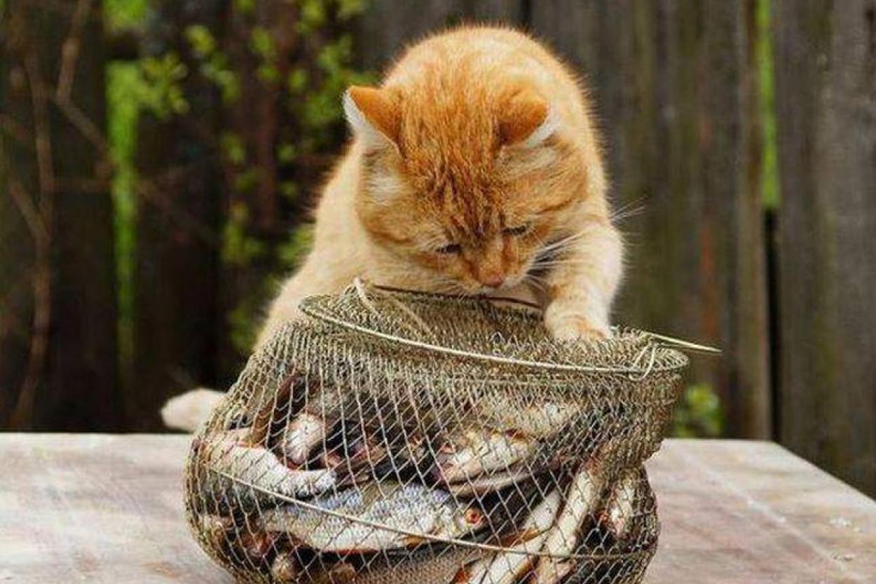 Почему кошке нельзя регулярно давать рыбу