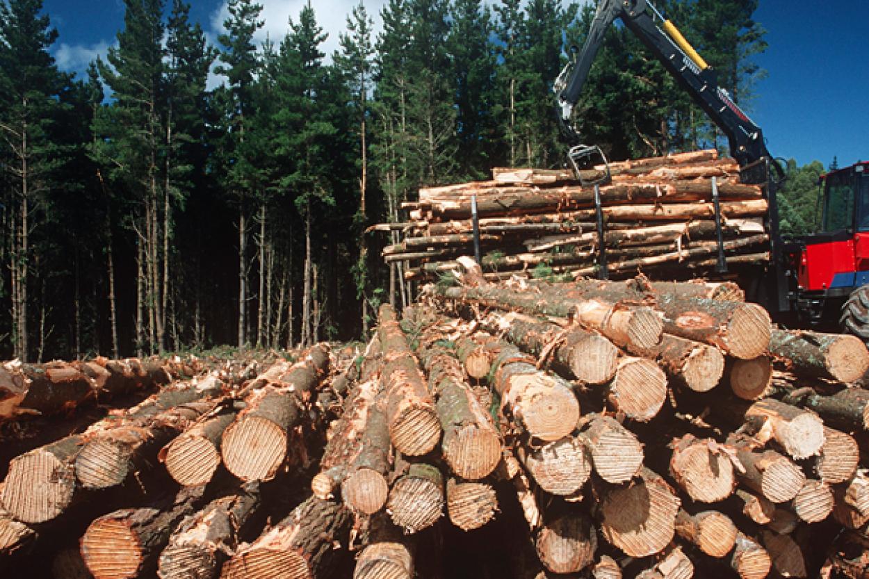 Рухнул импорт продукции лесной отрасли в Латвии (ГРАФИК)