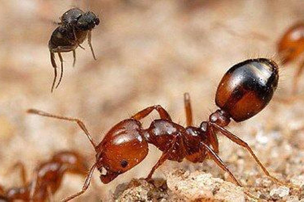 Любопытное открытие: муравьи могут стать средством для отпугивания пауков