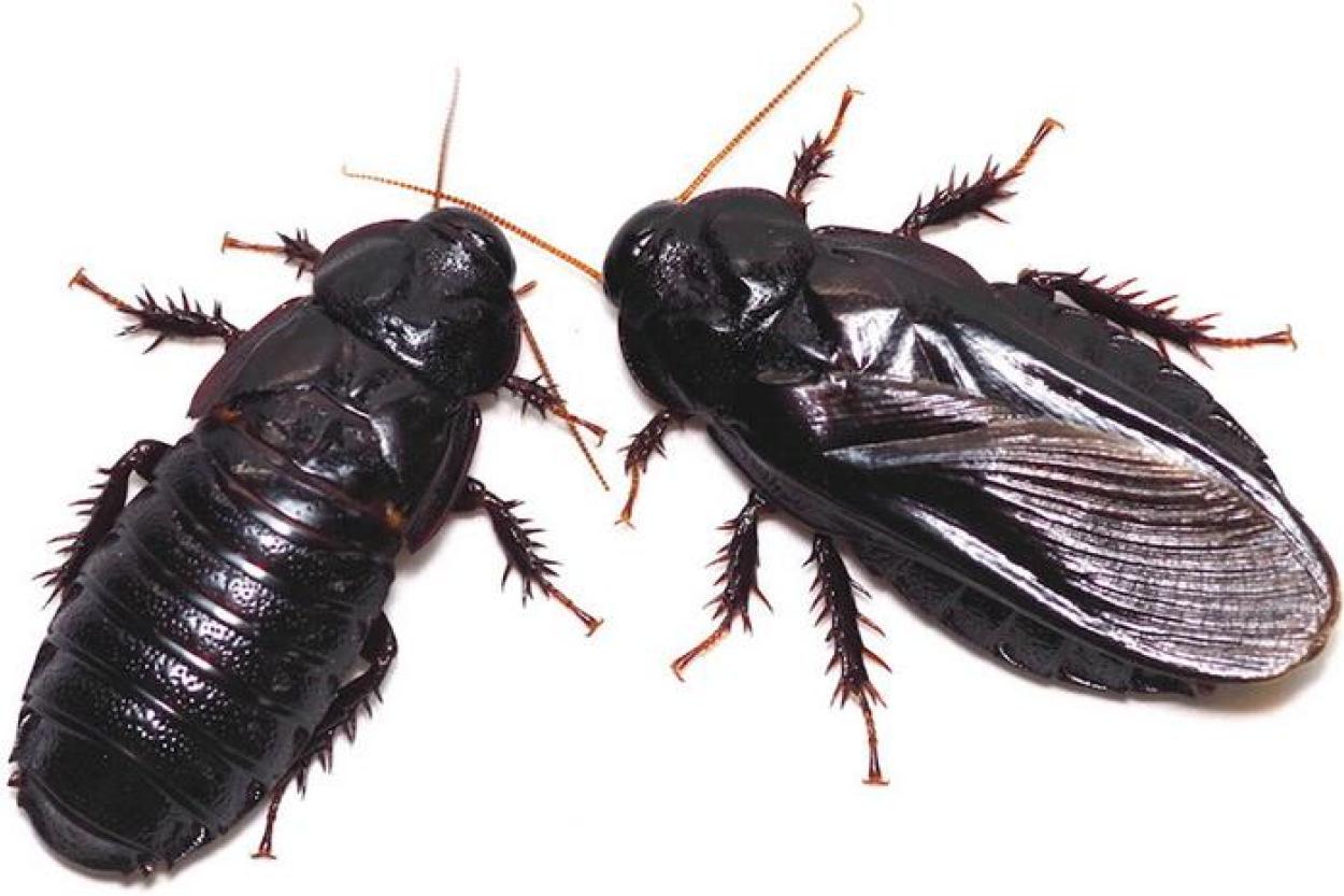 Есть ли у тараканов природные враги?