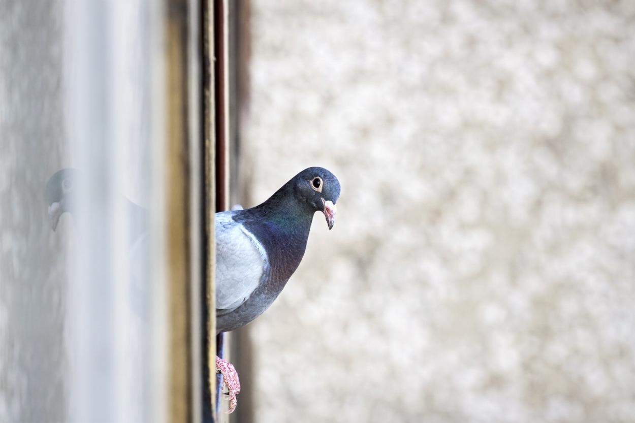 Как отпугнуть голубей от балкона: просто разбрызгайте это вещество!
