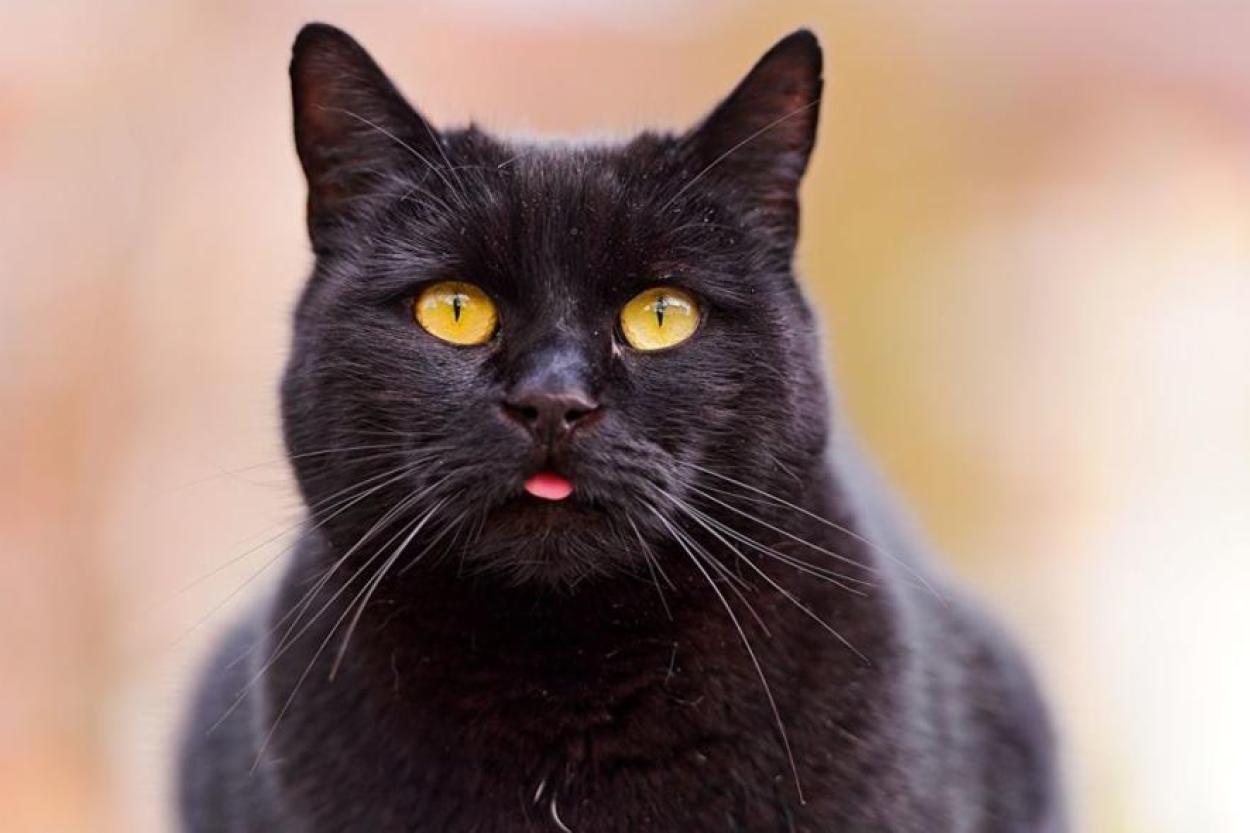Действительно ли кошки вызывают у своих хозяев шизофрению?