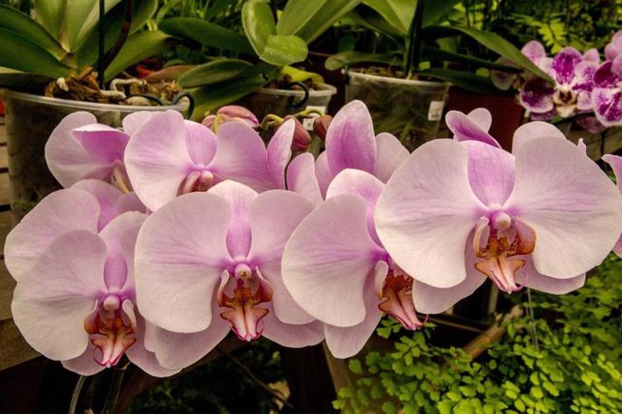 Как стимулировать цветение орхидей: лайфхаки для вашего домашнего садика