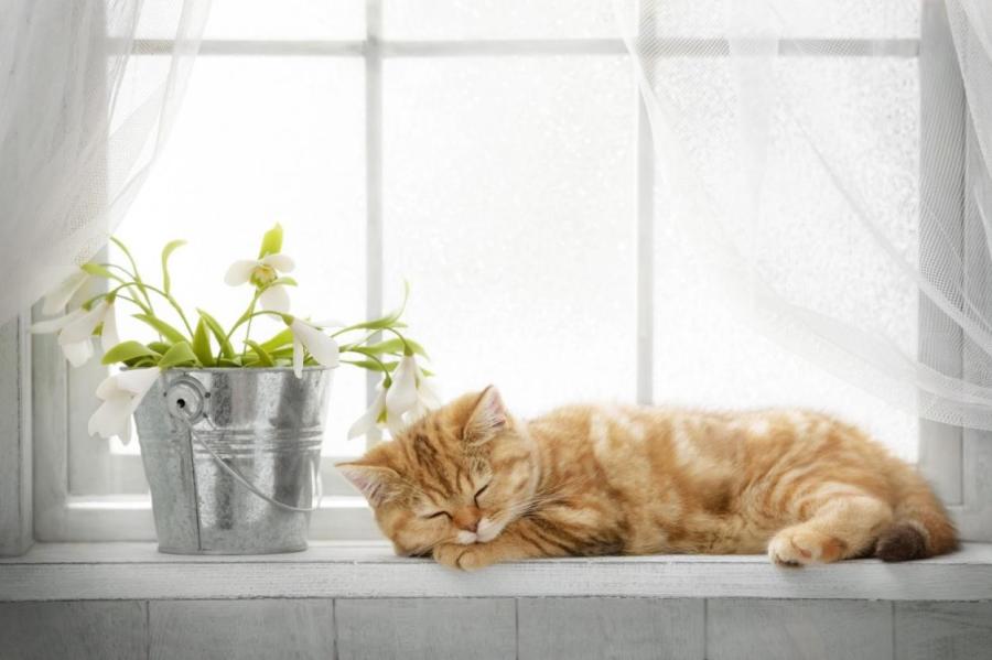Жизнь домашних кошек: что нужно для полного счастья