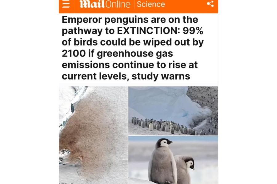 Daily Mail призывает срочно спасать императорских пингвинов (ВИДЕО)