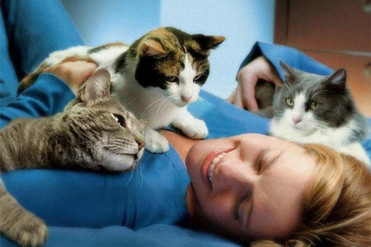 Ветеринары рекомендует завести котенка-компаньона для зрелой кошки