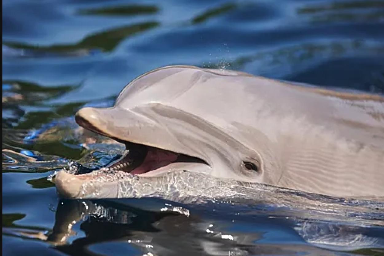 Впервые обнаружен дельфин с высокопатогенным птичьим гриппом