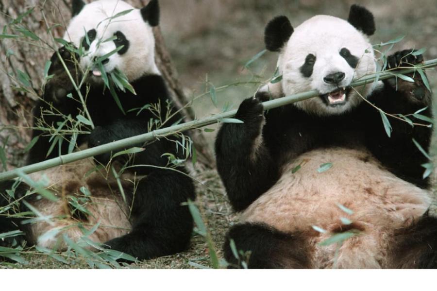Китайские ученые подглядывают за личной жизнью гигантских панд (ВИДЕО)