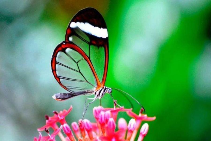 Как привлечь бабочек в сад: можно перестать за ним ухаживать