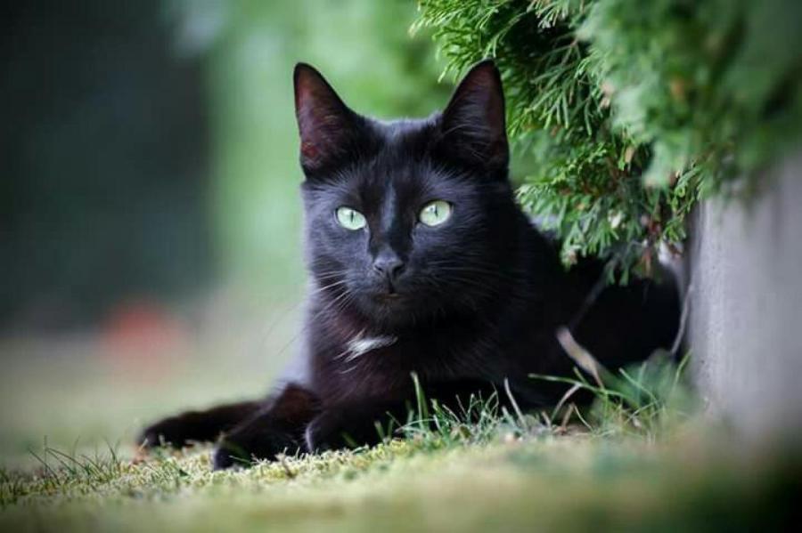 Забудьте про черную кошку! Хорошо ли вы знаете новейшие приметы и суеверия