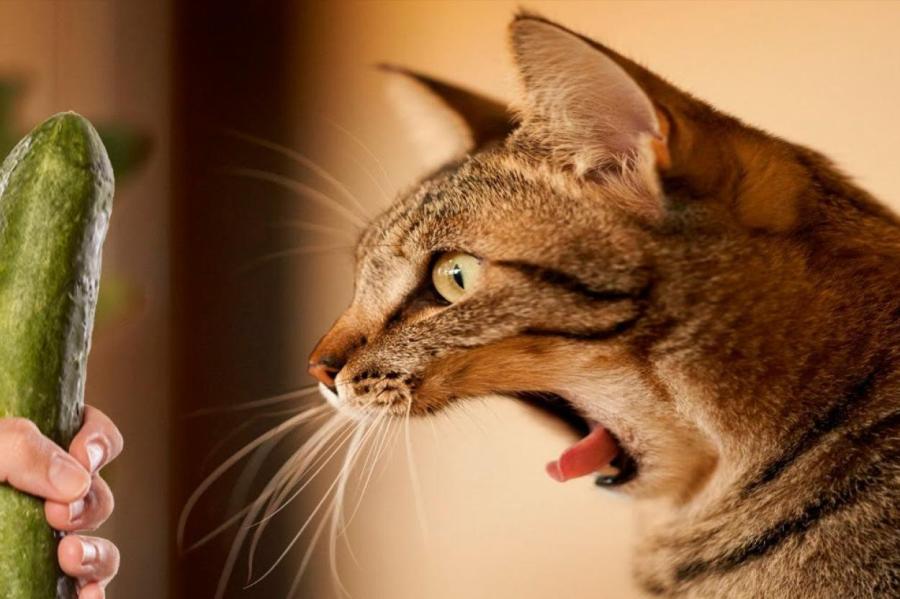 Страшные огурцы: почему котики их боятся и стоит ли смеяться над этим
