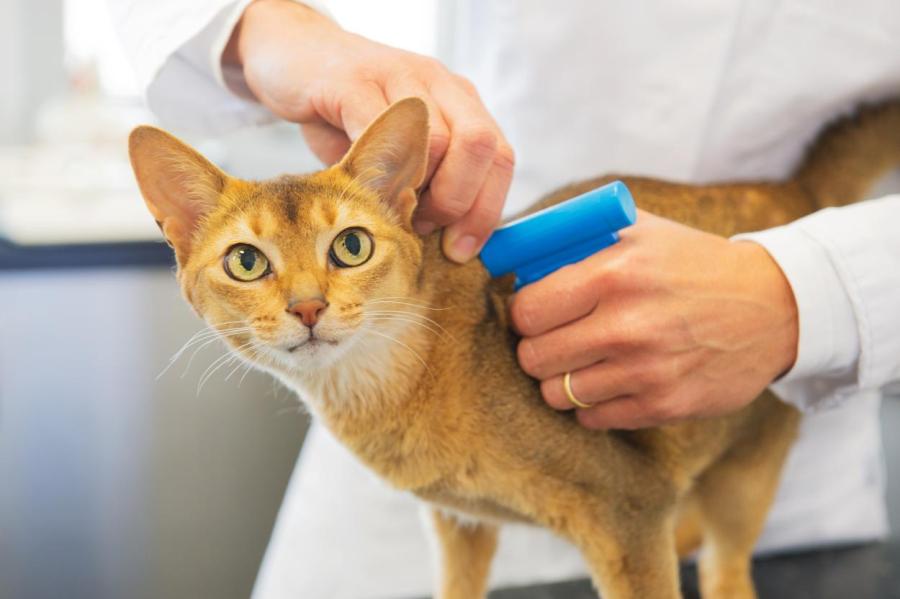 Впервые у кошки в Италии выявлен возбудитель псевдотуберкулеза