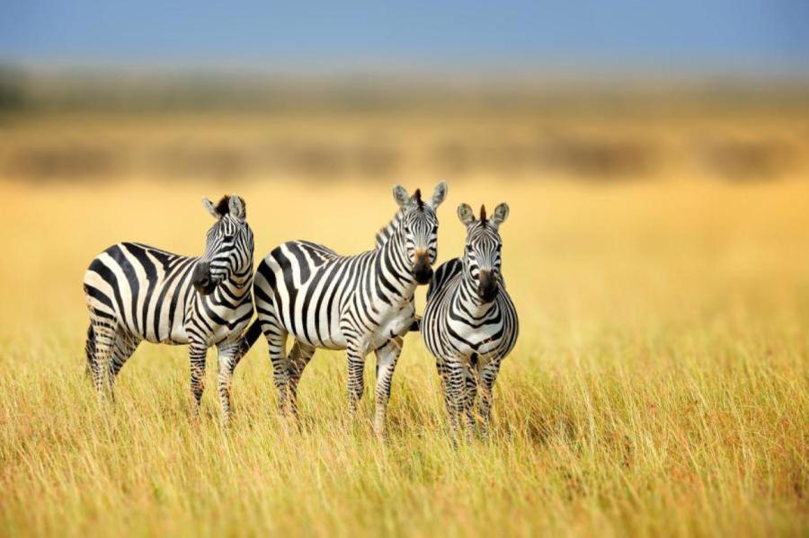 Коллекция заблуждений: почему полоски не помогают зебрам маскироваться