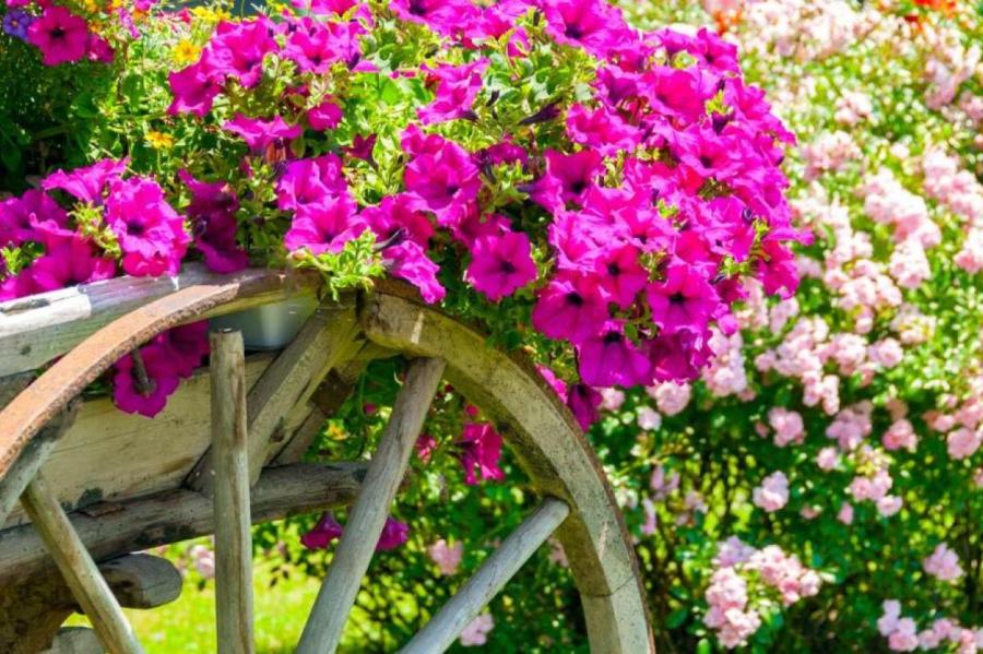ТОП-10 самых красивых цветов, которые будут цвести в саду все лето